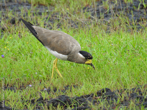 Yellow-wattled lapwing