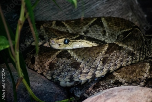 Closeup shot of a Bothrops asper snake photo