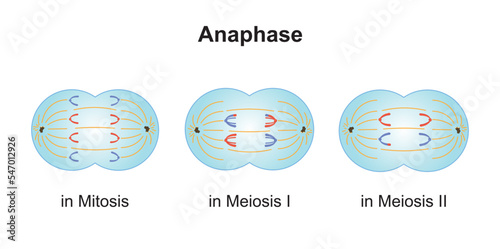 Scientific Designing of Differences Between Anaphase in Meiosis and in Mitosis. Colorful Symbols. Vector Illustration. photo