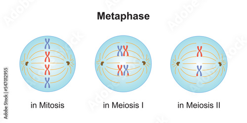 Scientific Designing of Differences Between Metaphase in Meiosis and in Mitosis. Colorful Symbols. Vector Illustration. photo