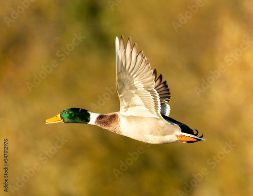 male mallard duck in flight
