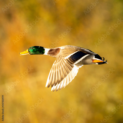 male mallard duck in flight