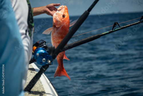 Fotografia, Obraz Fishing Gulf of Mexico Red Snapper Offshore Rods