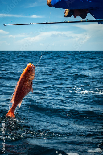 Fishing Gulf of Mexico Red Snapper Offshore Rods photo