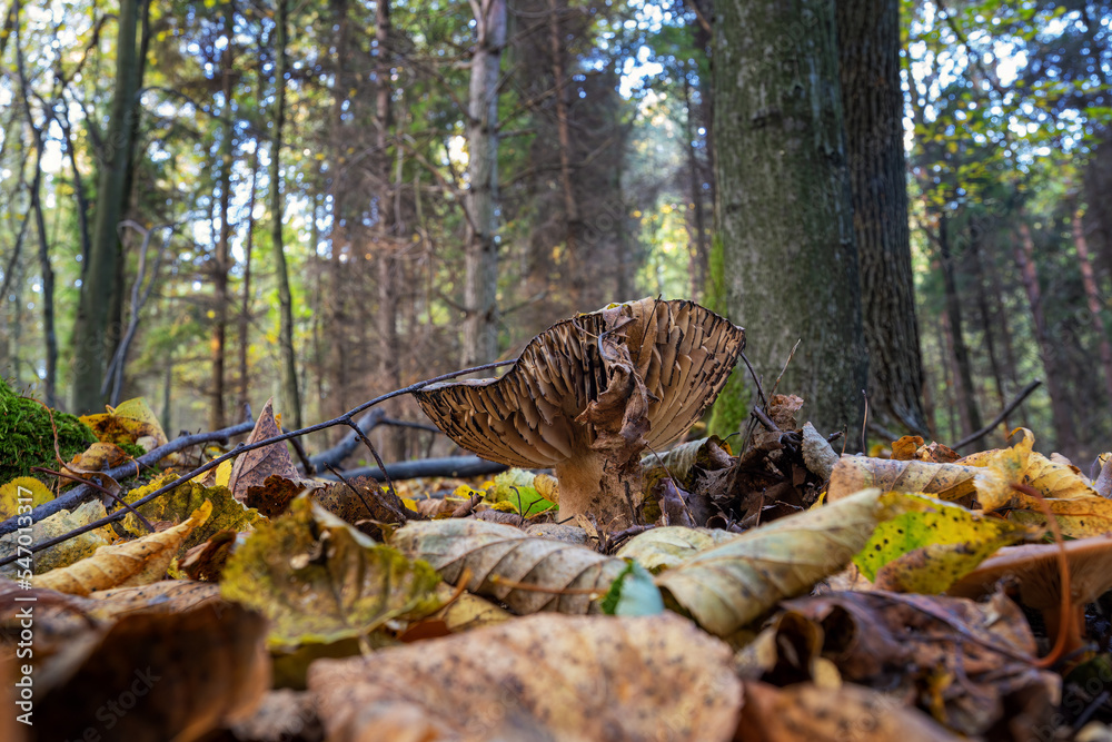 Inedible mushroom in the forest in autumn leaves. Inedible mushroom in the forest in autumn leaves.