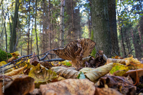 Fototapeta Naklejka Na Ścianę i Meble -  Inedible mushroom in the forest in autumn leaves.