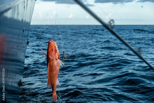 Obraz na plátně Fishing Gulf of Mexico Red Snapper Offshore Rods