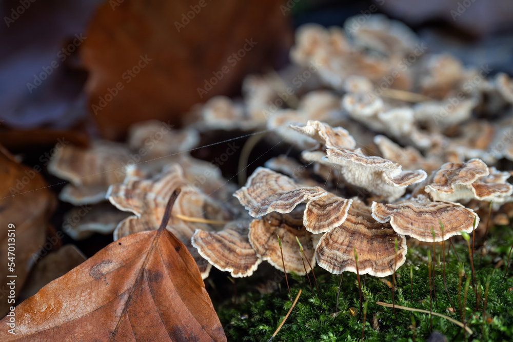 Inedible mushroom in the forest in autumn leaves. Inedible mushroom in the forest in autumn leaves.