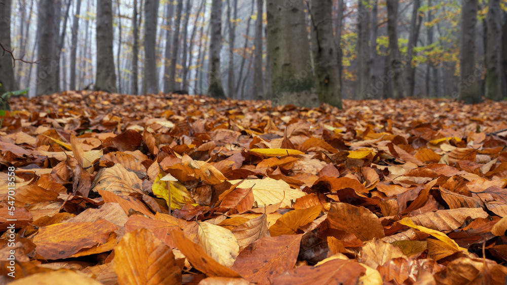 Inedible mushroom in the forest in autumn leaves. Inedible mushroom in the forest in autumn leaves.