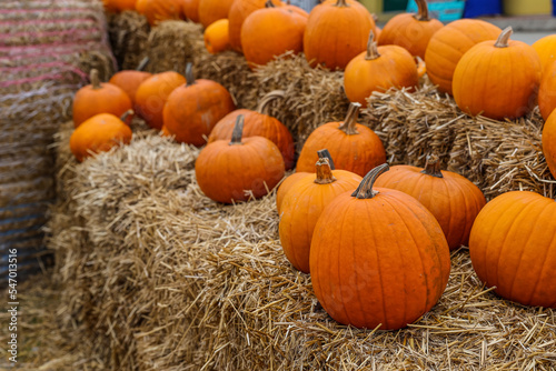 Fototapeta Orange pumpkins on haystacks at farm