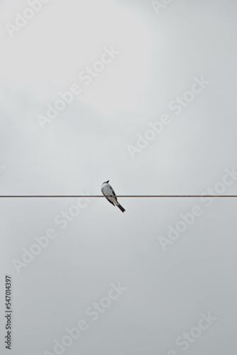 bird in flight © Jadian