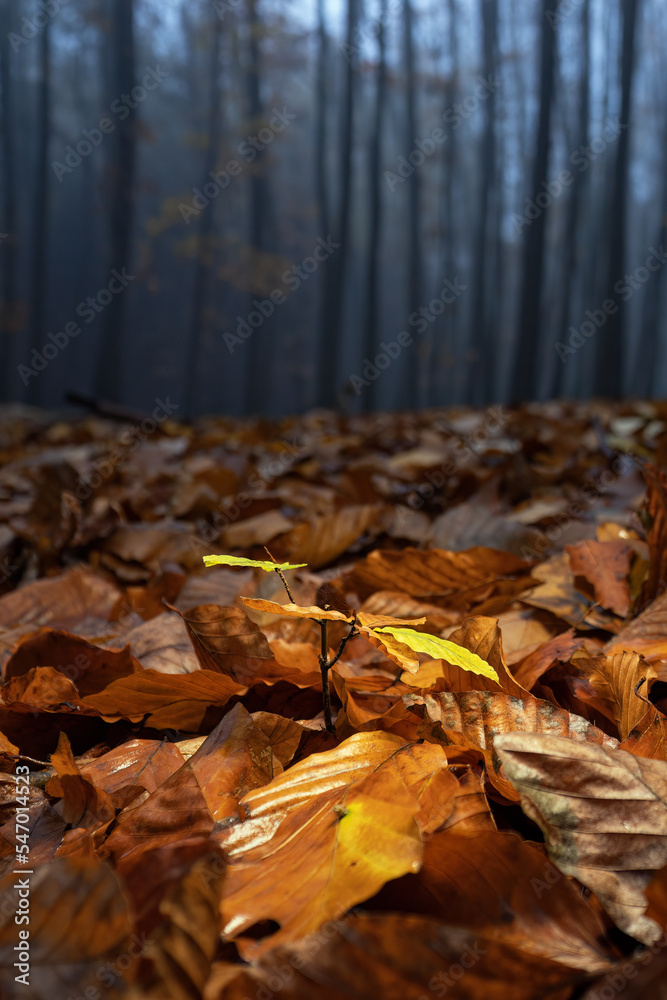 Young beech tree in fallen leaves in autumn in the forest. - obrazy, fototapety, plakaty 