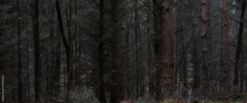 Fototapeta premium Tree trunks in a dense forest in autumn.