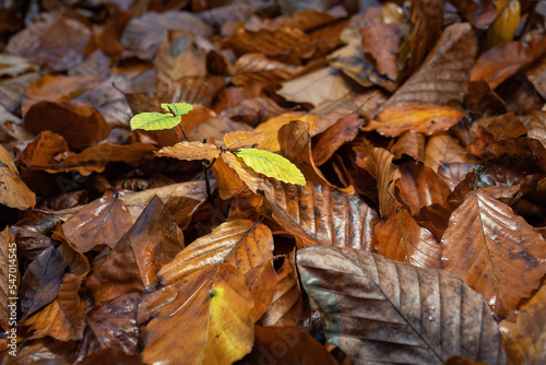 Young beech tree in fallen leaves in autumn in the forest.