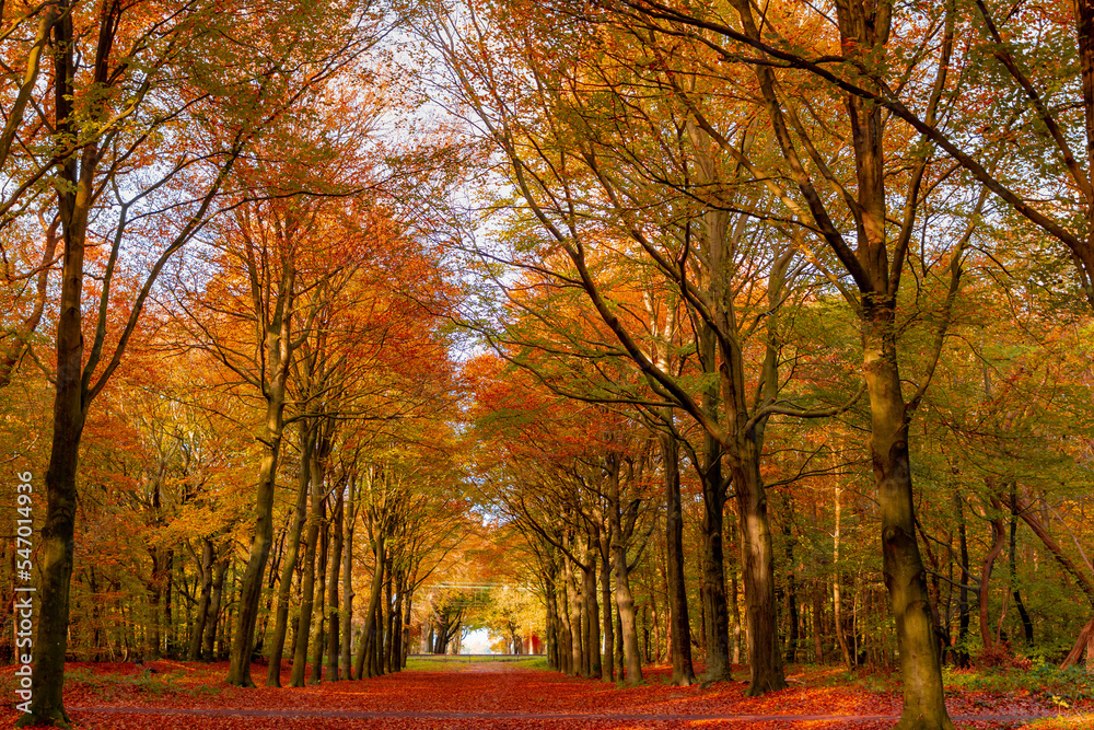 Beautiful autumn background with pathway through the wood, Yellow orange leaves fall on the ground floor with the rows of big trees along the walkways, Heilooerbos (Forest) Noord Holland, Netherlands.