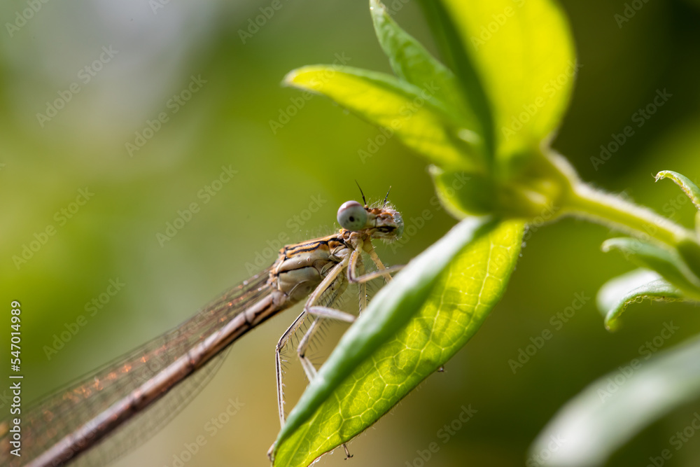 Enallagma cyathigerum (common blue damselfly, common bluet, or northern bluet) Enallagma cyathigerum (common blue damselfly, common bluet, or northern bluet)