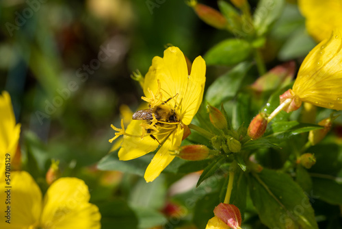 Macro of honeybee on flowers, collecting pollen © anca enache