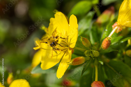 Macro of honeybee on flowers, collecting pollen