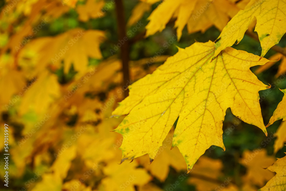 Tree branch with yellow maple leaves outdoors, closeup