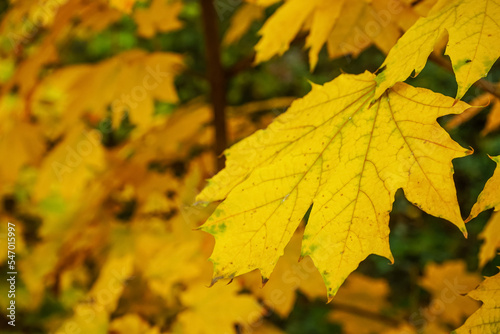 Tree branch with yellow maple leaves outdoors, closeup
