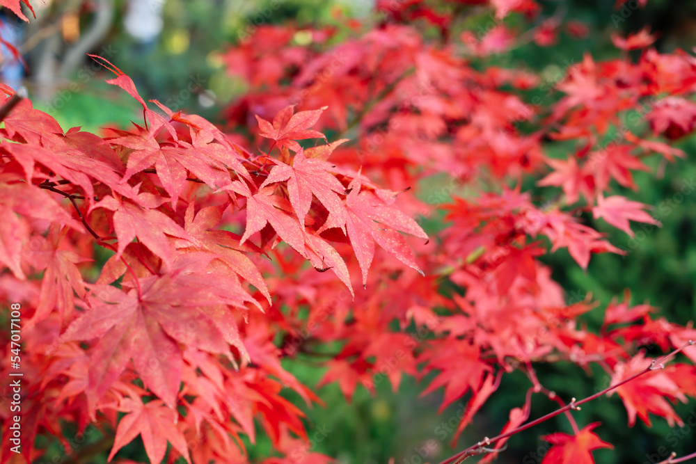 Red Japanese maple in autumn park, closeup Red Japanese maple in autumn park, closeup