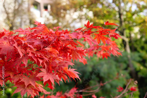 Red Japanese maple in autumn park, closeup