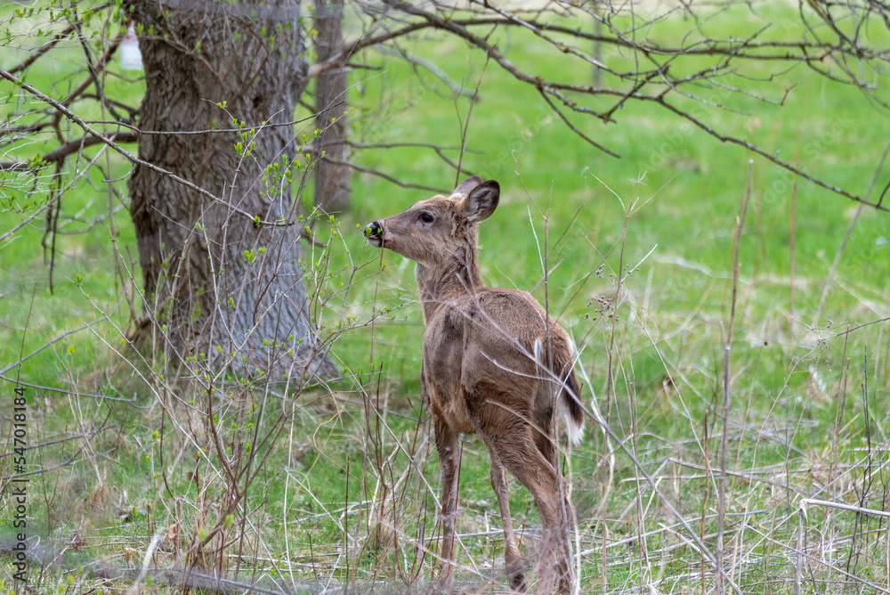 White-tailed Deer Feeding In The Woods In Spring White-tailed Deer Feeding In The Woods In Spring