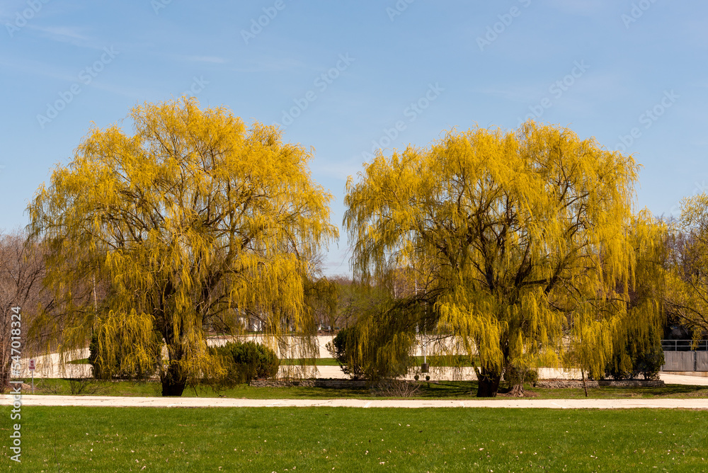Weeping Willow Trees Coming To Life In Spring Weeping Willow Trees Coming To Life In Spring