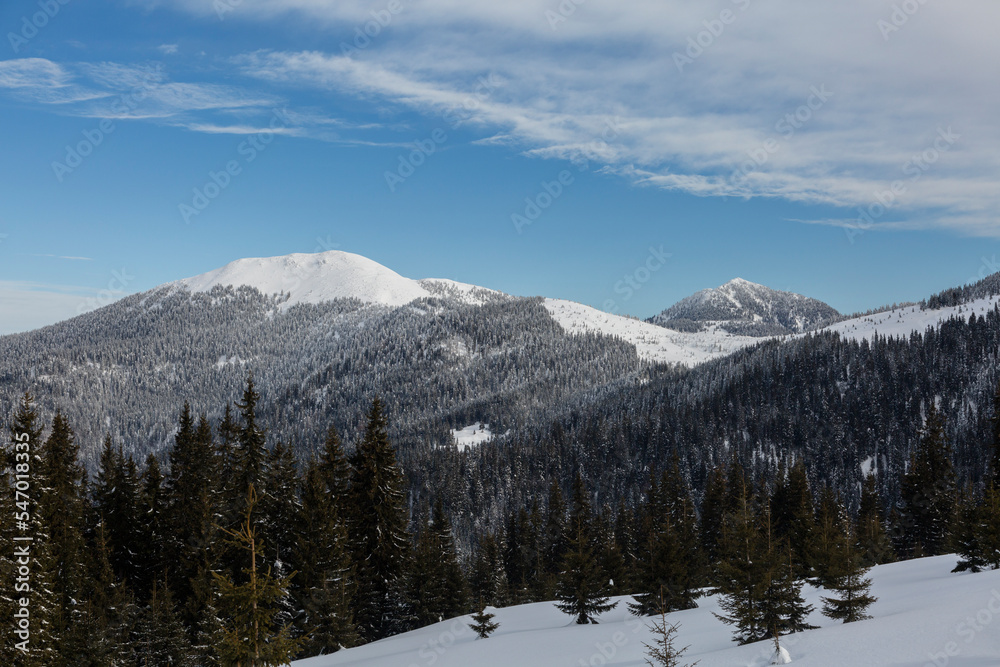 Beautiful mountains peak and trees covered in snow under blue cloudy sky, mount Petros and Berlybashka of Marmarosy, Carpathian Mountains, Ukraine