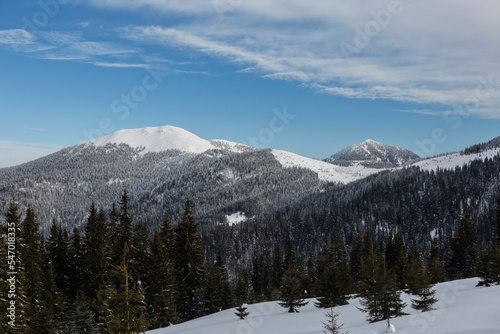 Beautiful mountains peak and trees covered in snow under blue cloudy sky, mount Petros and Berlybashka of Marmarosy, Carpathian Mountains, Ukraine