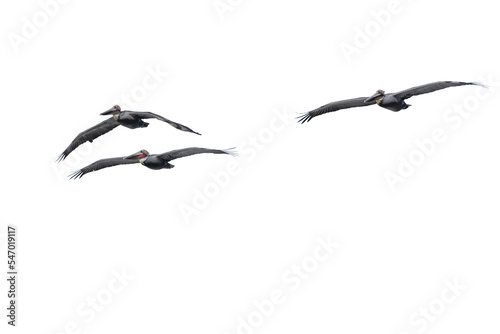 Pelicans Flying At La Jolla California