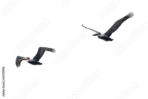 Pelicans Flying At La Jolla California