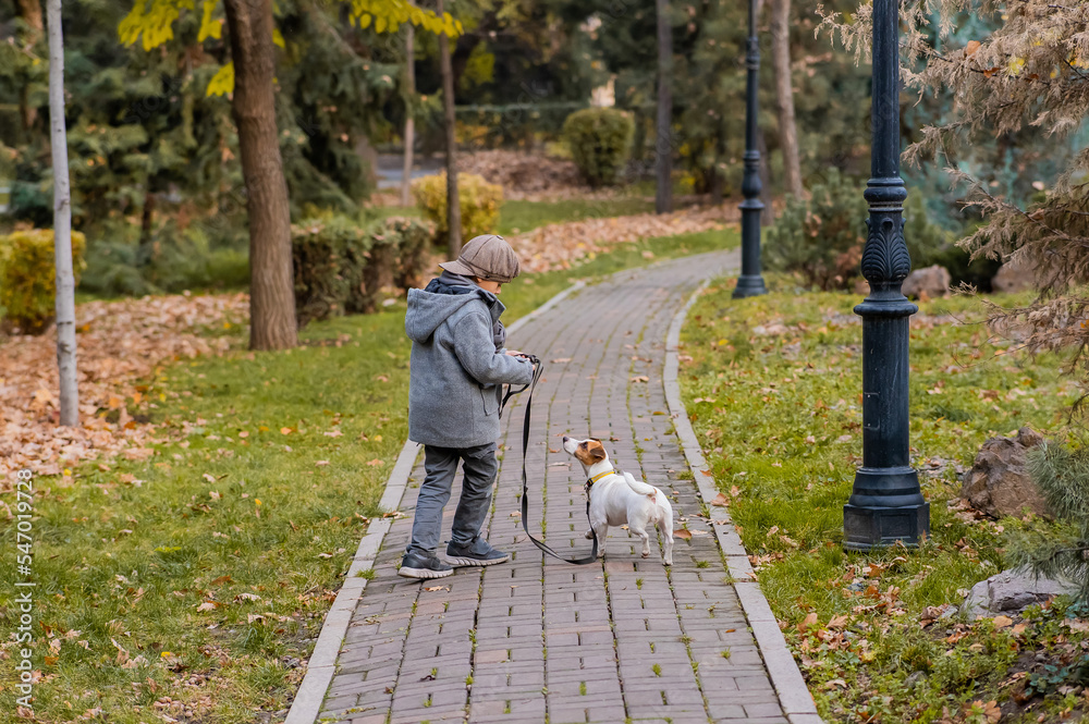 Fototapeta premium The boy runs with the dog Jack Russell Terrier in the park. Autumn Walk.