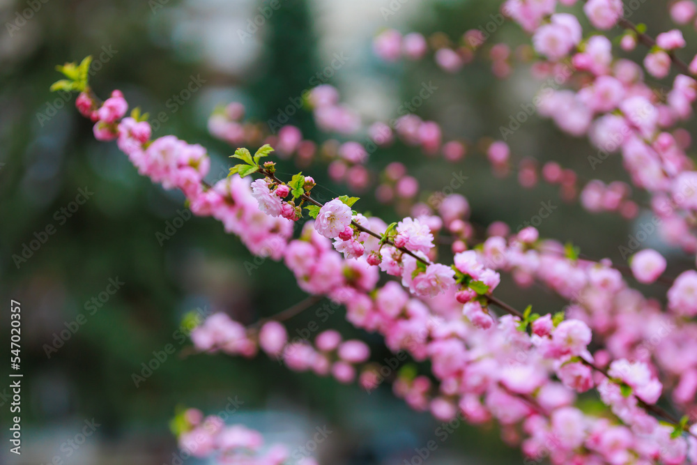 Flowers on a branch of sakura tree with selective focus on a blurred background. Defocused backdrop copy space Flowers on a branch of sakura tree with selective focus on a blurred background. Defocused backdrop copy space