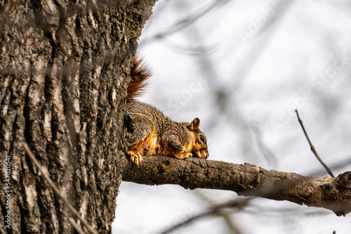 Scenic shot of a squirrel resting on a tree branch photo
