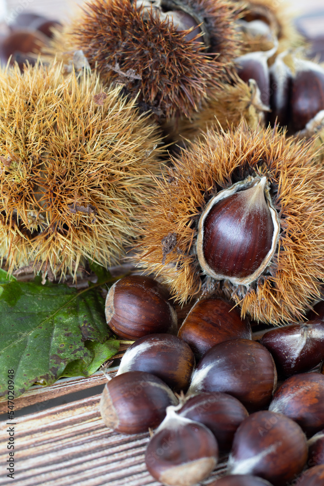 Sweet chestnuts with thorn husk and leaf on wooden table. Vertical shot. A close-up. 