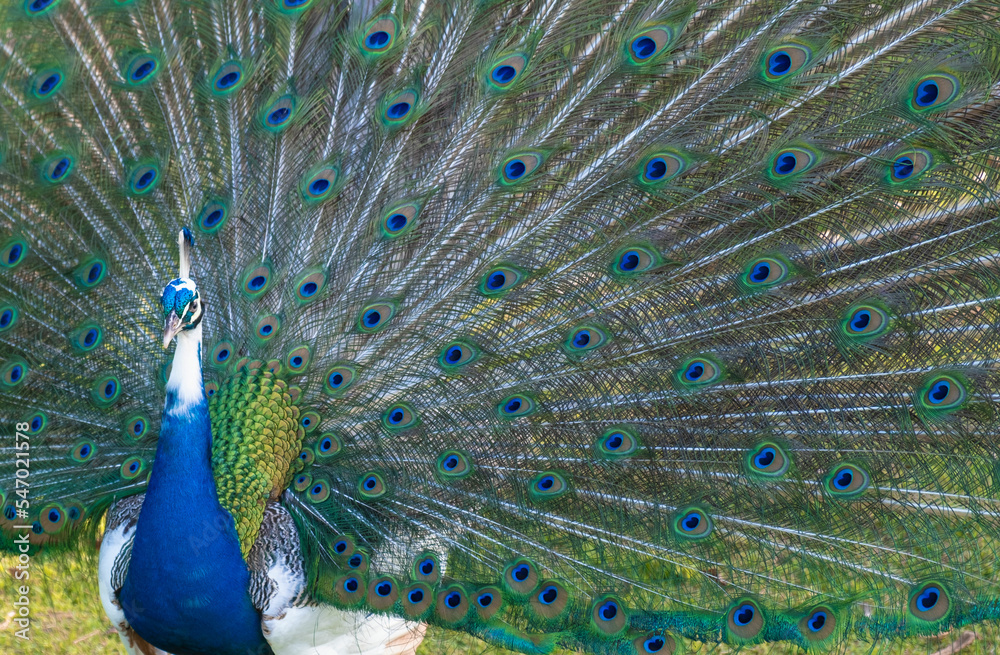 Fototapeta premium Colorful peacock in countryside