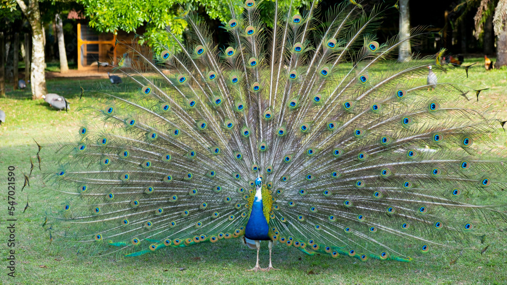 Obraz premium Colorful peacock in countryside