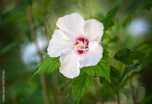 Beautiful white Hibiscus flower blooming in garden. Closeup.