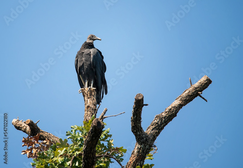 Turkey vulture (Cathartes aura) perched on tree top in Texas. Blue sky background with copy space.
