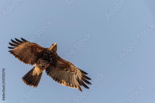 Harris's hawk flying with its prey
