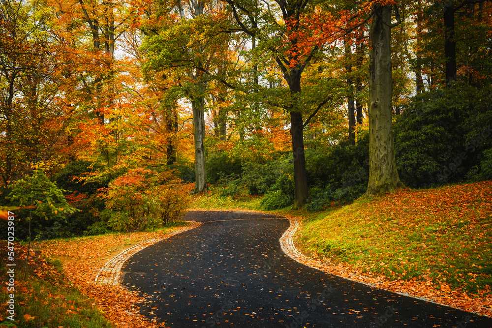 Autumn forest