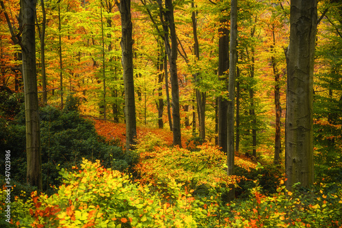 Autumn scenic forest landscape