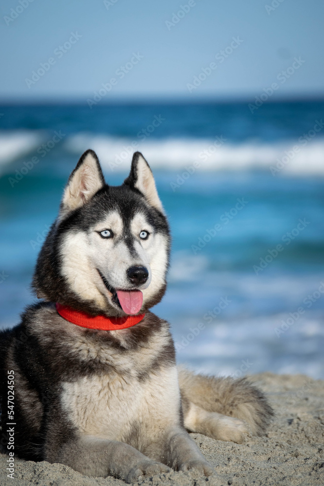 Fototapeta premium cute portraits of beautiful husky dog on beach during summer 