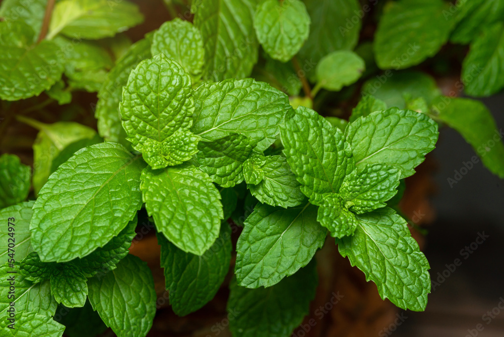 Peppermint leaf green plants with aromatic properties of strong teeth and fresh ivy as a ground cover plant in thailand Peppermint leaf green plants with aromatic properties of strong teeth and fresh ivy as a ground cover plant in thailand