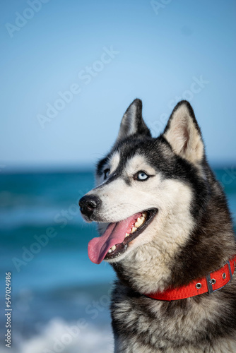 cute portraits of beautiful husky dog on beach during summer  © Ahmed