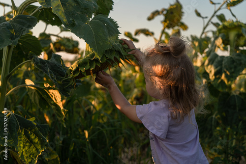 a little girl is looking at a big sunflower flower in the middle of a sunflower field in the month of August on a sunny day