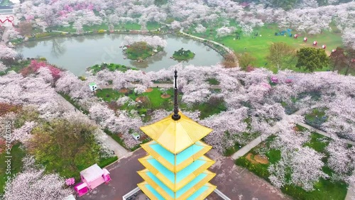 Spring scenery of East Lake Cherry Blossom Garden in Wuhan, Hubei, China