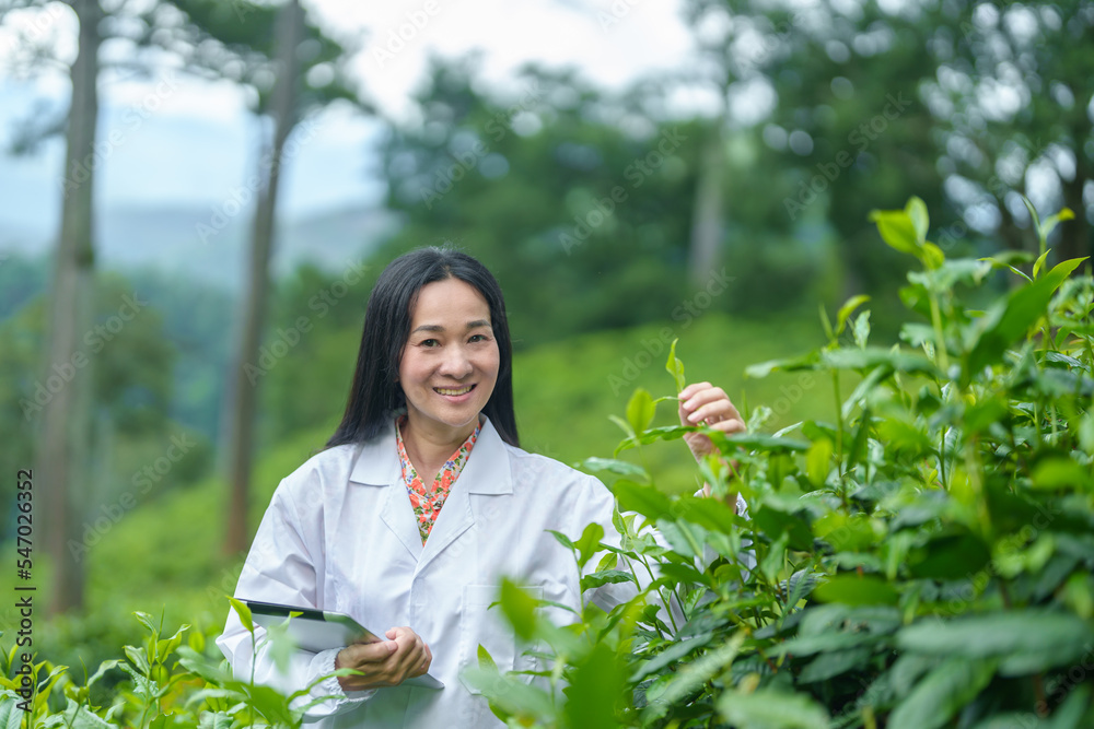 Researchers are checking the quality of tea leaves in tea plantations.Hand and tea leaves, soft tops of tea leaves ,Researcher hands on plants have tea leaves at hand and work files to check for work. Researchers are checking the quality of tea leaves in tea plantations.Hand and tea leaves, soft tops of tea leaves ,Researcher hands on plants have tea leaves at hand and work files to check for work.