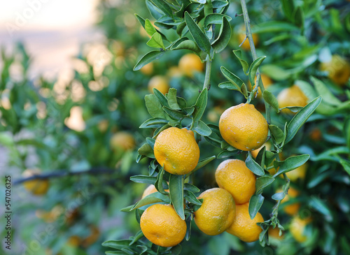 tangelo tree